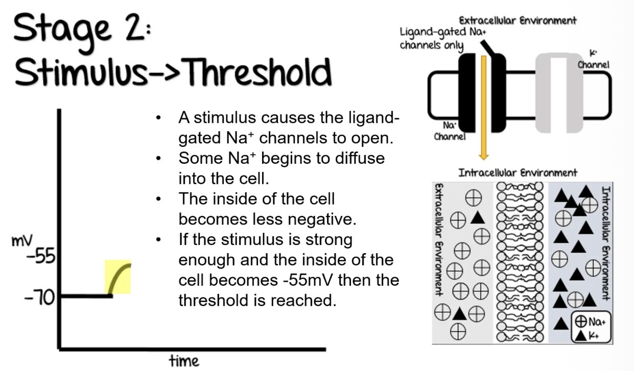 <ul><li><p>A stimulus causes the ligand-gated Na+ channels to open. </p></li><li><p>Some Na+ begins to diffuse into the cell. </p></li><li><p>The inside of the cell becomes less negative. </p></li><li><p>If the stimulus is strong enough and the inside of the cell becomes -55mV then the threshold is reached.</p></li></ul><p></p>