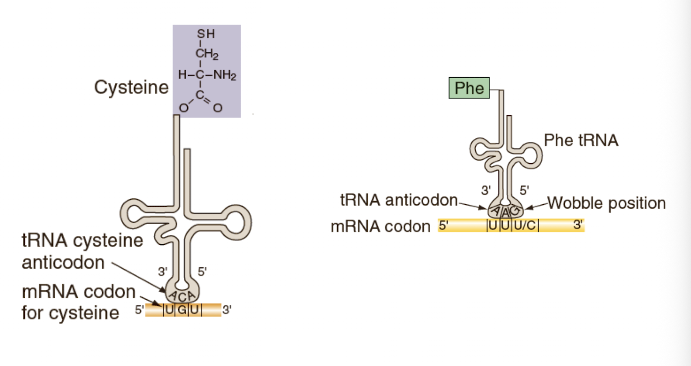 <p>which amino acid is added to a growing polypeptide</p>