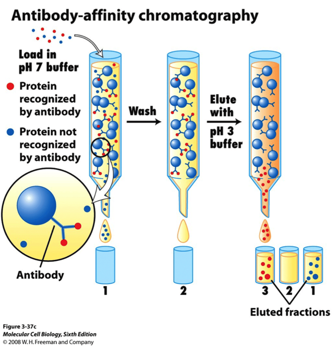 <p>type of chromatographic isolation that separates protein by ability to bind to specific ligand</p>