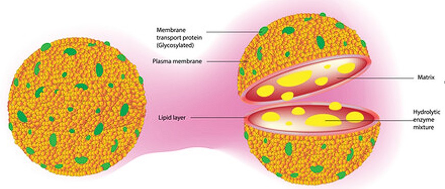<ul><li><p>Break down fatty acids and detoxify harmful substances, such as alcohol.</p></li><li><p>similar to lysosomes, made by ER</p></li><li><p>Neutralize free radicals, detoxify alcohol, other drugs, and a variety of blood-borne toxins</p></li><li><p><span>Abundant in the cells of the liver and kidneys</span></p></li></ul><p></p>