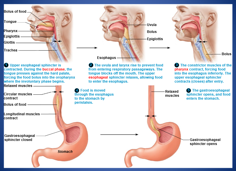 <p>buccal, voluntary, pharyngeal-esophageal, involuntary</p>