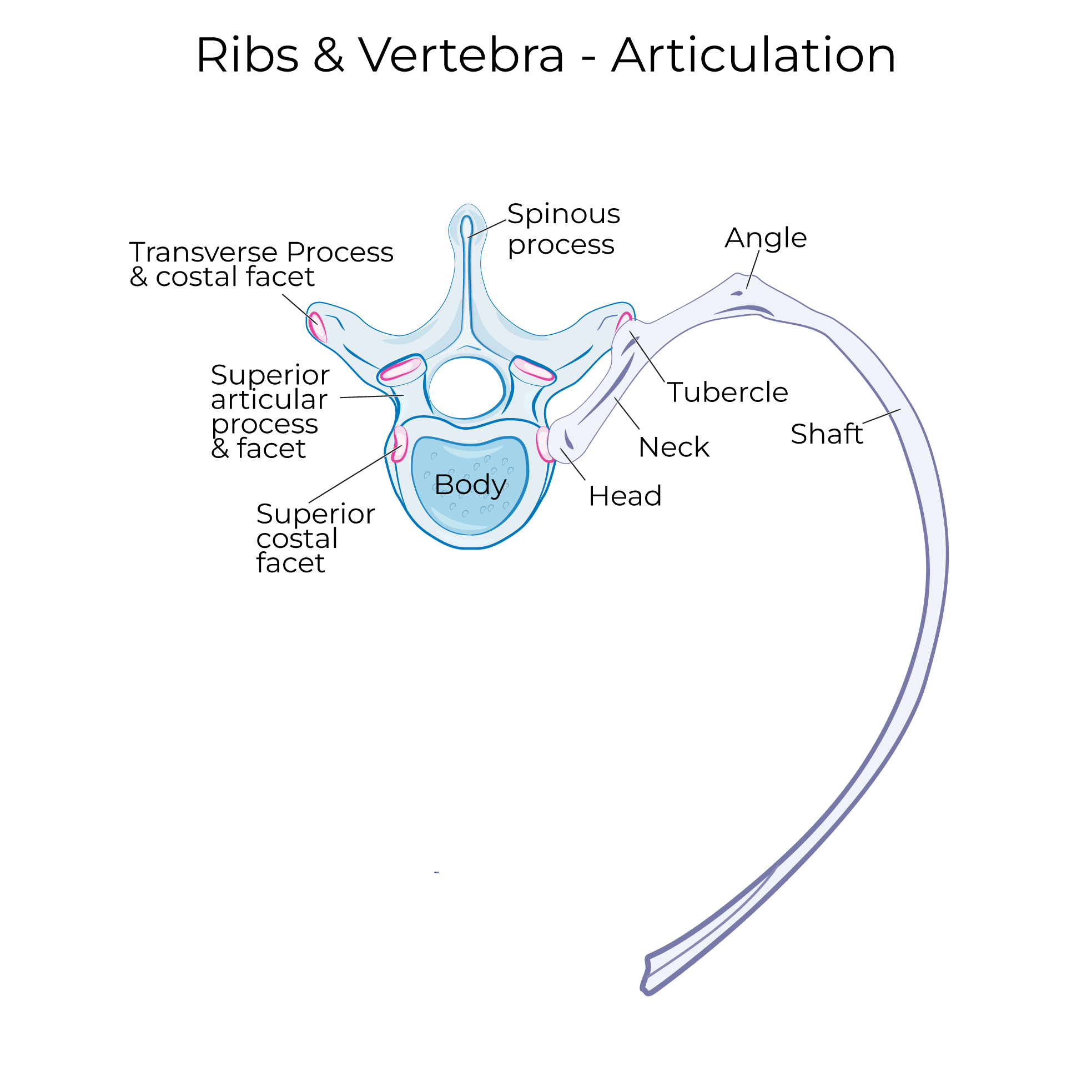<p>What articulates with the centrum of the thoracic vertebrae?</p>