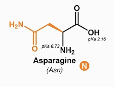<p>Asparagine (Asn, N)</p>