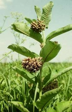 <p>Identify the weed</p>