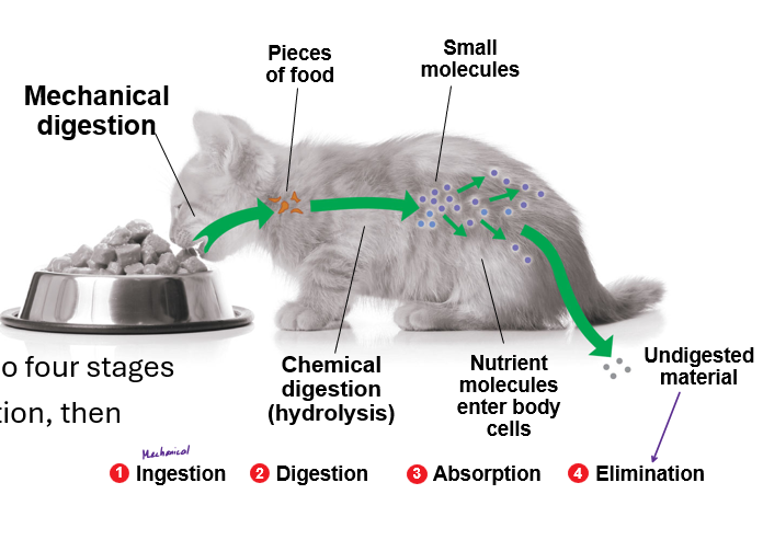 <p>a one-way flow, division of labor, extracellular digestion, then absorption, has a beginning and end</p>