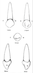 <p>- bulkier than primary incisor crowns in every aspect</p><p>- more cervically restricted in regard to mesiodistal width</p><p>- more convex on mesial and distal surfaces</p><p>- longer mesioincisal ridge</p><p>- well developed facial lobes with a sharp cusp</p><p>- ML and DL fossa</p>