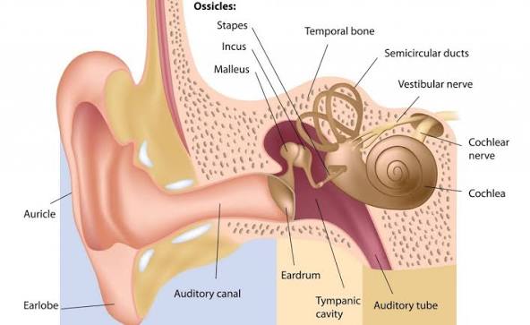 <p>the tympanic membrane/ eardrum </p>