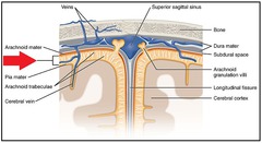 <p>located between the arachnoid and pia mater; contains a significant amount of cerebrospinal fluid</p>