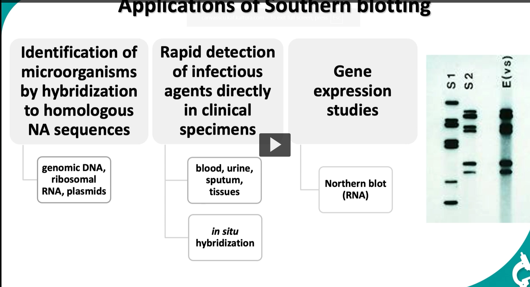 <p><strong>Applications of Southern blotting</strong></p><div data-type="horizontalRule"><hr></div><p><strong>South blotting allows Identification of microorganisms by hybridization to homologous NA sequences</strong></p><ul><li><p>genomic DNA, ribosomal RNA, plasmids</p></li></ul><div data-type="horizontalRule"><hr></div><p><strong>Southern blotting allows Rapid detection of infectious agents directly in clinical specimens</strong></p><ul><li><p>blood, urine, sputum, tissues</p></li><li><p><em>in situ</em> hybridization</p></li></ul><div data-type="horizontalRule"><hr></div><p><strong>Southern blotting allows Gene expression studies</strong></p><ul><li><p>Northern blot (RNA)</p></li></ul><p></p>