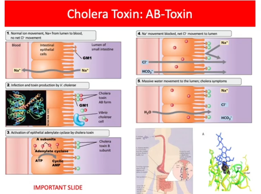 <p>Cholera Toxin (5th Mechanisms of Pathogenesis)</p>