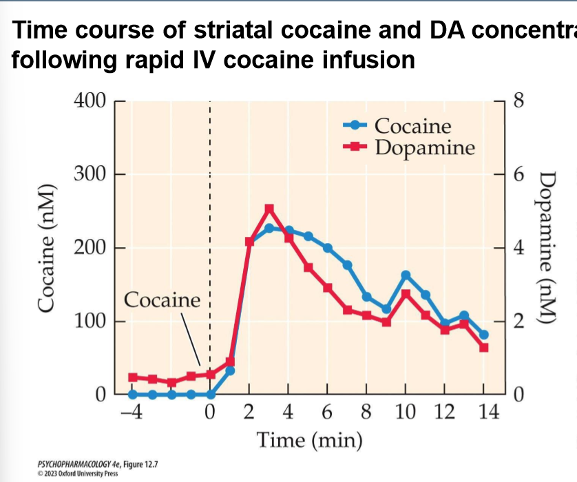 <p>SSRIs and SNRIs do not produce psychostimulant effects</p><p>DAT KO mice display no further cocaine induced increase in activity</p><p>SERT KO and NET KO show cocaine induced increases in activity</p><p>destruction of NET nerve fibers has little effect on psychostimulant effects of cocaine</p><p>destruction of DAT nerve fibers does not produce psychostimulant effects of cocaine</p>
