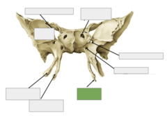 <p>Anterior view: This is</p>