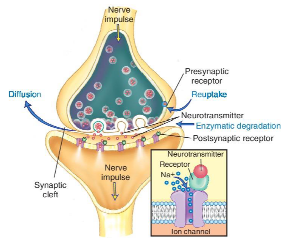 <p>A temporary, specific type of change in the broader membrane potential of a cell.</p><ul><li><p>A rapid, temporary spike and reversal of the membrane potential when a cell is excited and fires a signal</p></li></ul><p></p>