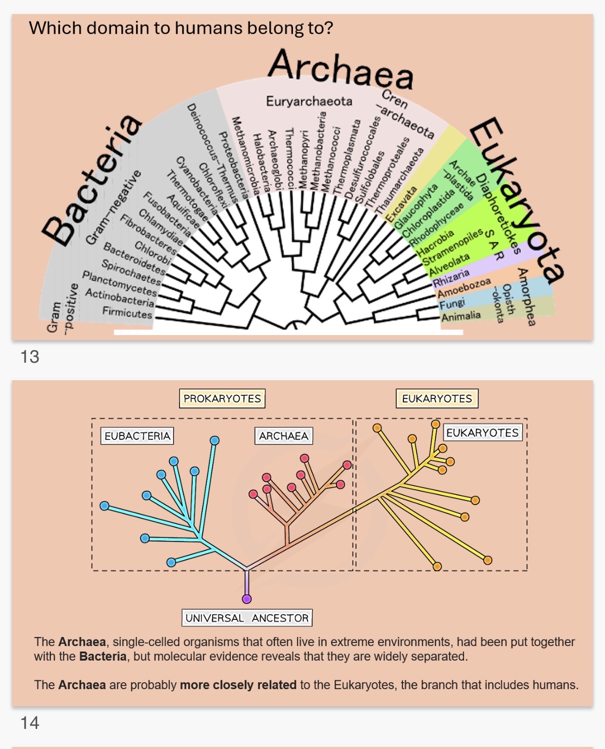 <ol><li><p>The science of classification</p></li><li><p>A group within a phylogenetic classification</p></li><li><p>Ranks based upon the evolutionary line of descent of the group members.</p></li><li><p>Domain</p></li><li><p>Bacteria,Archae,Eukarya</p></li></ol><p>(image contains info)</p>