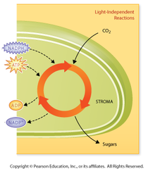 <p>light-independent reactions of photosynthesis in which energy from ATP and NADPH is used to build high-energy compounds such as sugar</p>