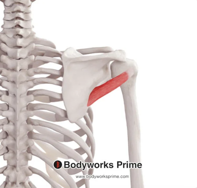 <p>Name this muscle</p>