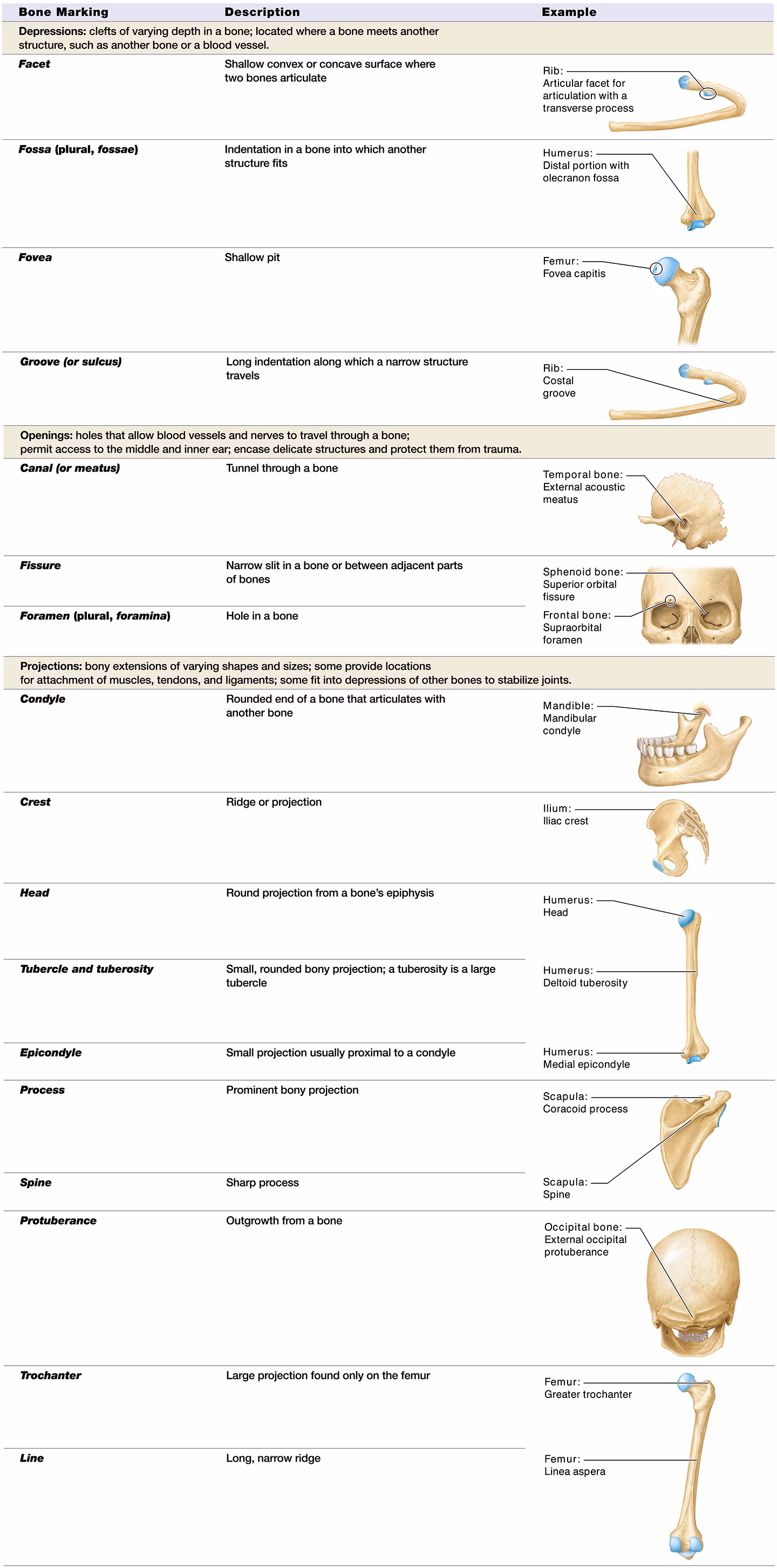 <p>Bone Markings</p>