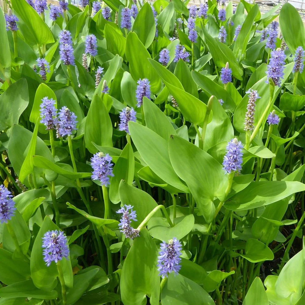 <p><em>Pontederia cordata </em>height</p>