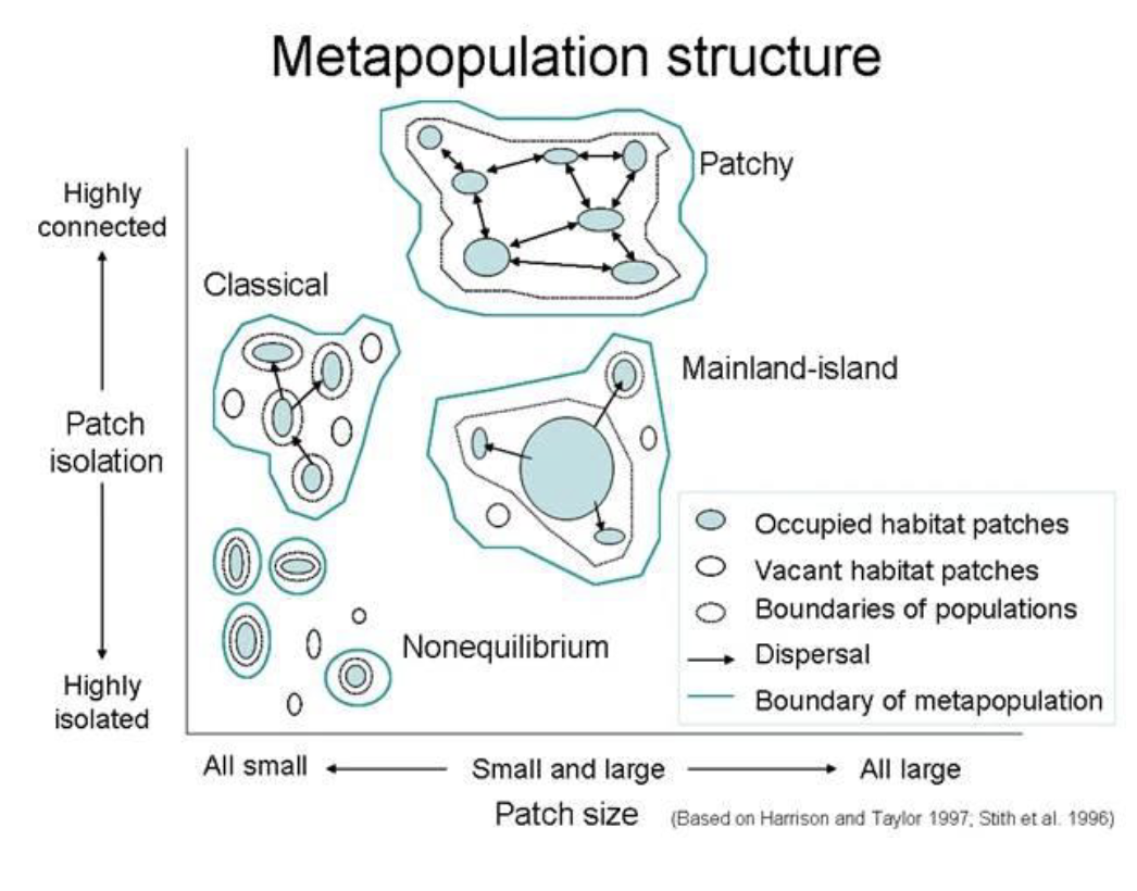 <p>A metapopulation is a group of spatially separated populations of the same species that interact through dispersal, creating a "population of populations" <br><br>individual populations have finite life-spans, but a metapopulation as a whole is often stable because immigrants from one population are likely to recolonize habitat which has been left open by the extinction of another population</p>