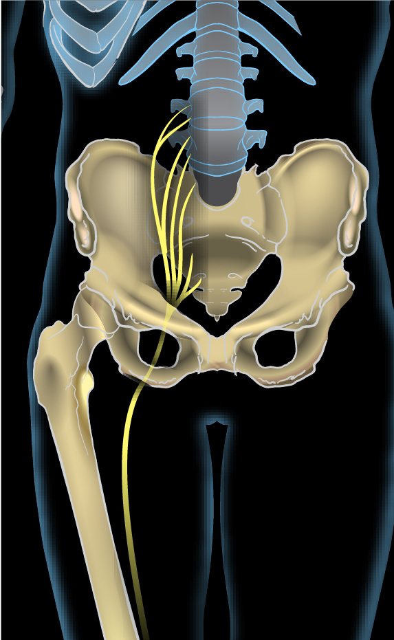 <p>What nerve / Innervation</p>