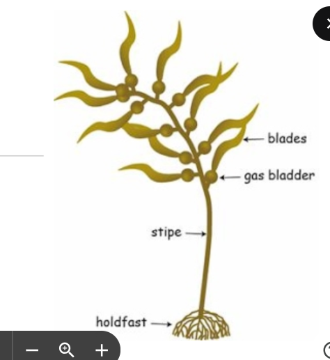 <p>Largest, most complex protists</p><p>Provide species a biodiverse ecosystem to inhabit</p><p>Present in marine and tidal environments</p><p>Ex. Rockweed, Kelp</p>