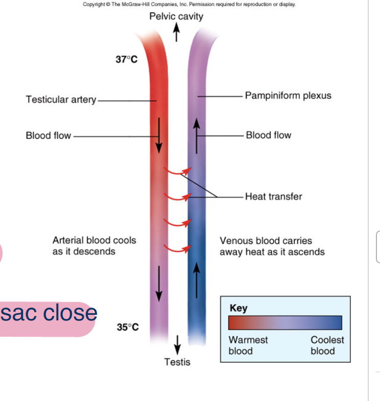 <p>counter heat exchange: exchnages heat from oxygenated blood going to testies to venous blood returning to body to testies don’t get too hot and kill the sperm</p>