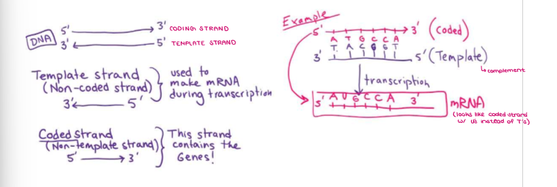 <ul><li><p>One strand is the CODING strand (5’ → 3’), which contains the genes in the correct order.</p></li></ul><p></p>