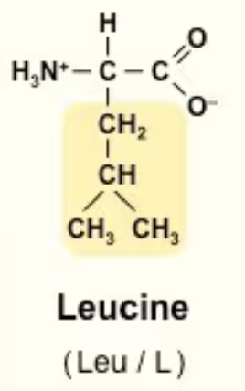 <p>Leu/L<br>Nonpolar<br>CH2—CH—(CH3)2</p>