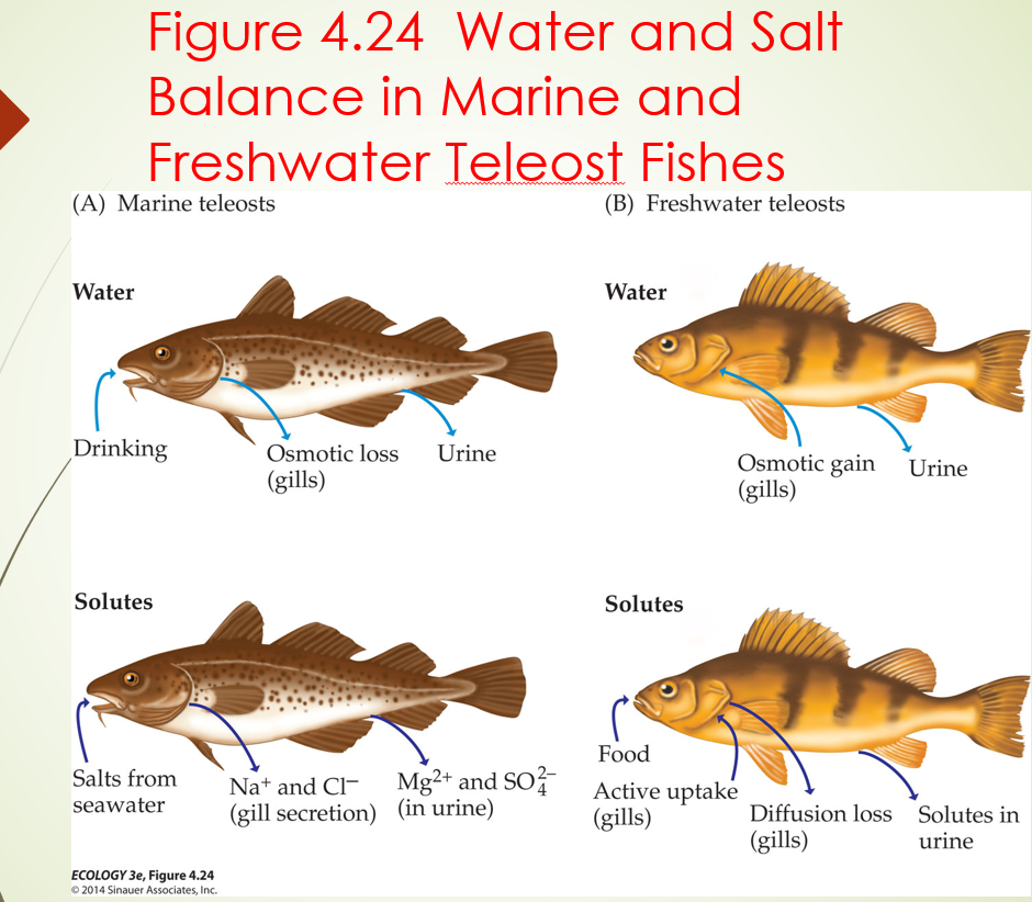 <p><strong>Freshwater fish</strong> are hyper-osmoregulators — their body fluids are saltier than the surrounding water, so water constantly enters by osmosis through the gills. They must constantly excrete large volumes of dilute urine and actively pump salts back in through gill cells.</p><p class="font-claude-response-body break-words whitespace-normal leading-[1.7]"><strong>Marine bony fish </strong>are hypo-osmoregulators — the ocean is saltier than their blood, so water leaves osmotically. They must drink seawater constantly and actively excrete excess salts through gills (Na⁺ and Cl⁻) while excreting divalent ions (Mg²⁺, SO₄²⁻) in concentrated urine.</p><p class="font-claude-response-body break-words whitespace-normal leading-[1.7]"><strong>Sharks</strong> take a different approach — they are osmoconformers, secreting urea into their blood to raise their internal osmotic concentration to match seawater, so they don't face the same osmotic challenge as bony fish</p>