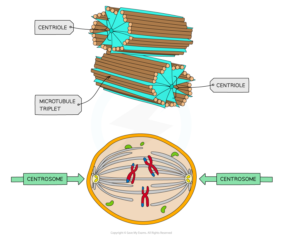<p>What are the structure of centrioles?</p>