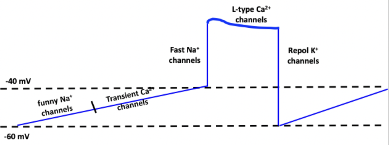 <p>A mix of contractile and nodal APs</p>