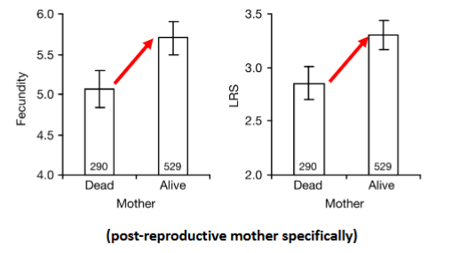 <p>What was the main conclusion of Ladenperä et al. (2004)?</p>