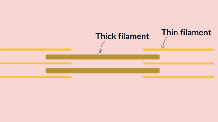 <p>a section inside a myofibril made up of a <em>vertical</em> stack of at least 4 thin filaments and 1 thick filament </p><p>a myofibril is made up of many repeating sarcomeres </p>