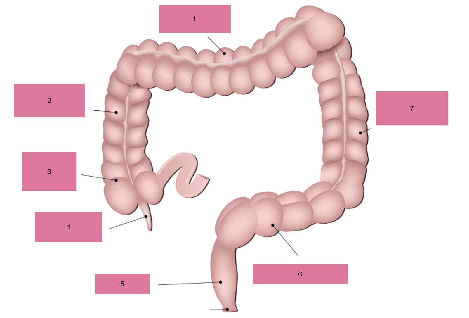 <p>what is 5 of the large intestine </p>