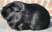 <p>welke type cavia is dit</p>