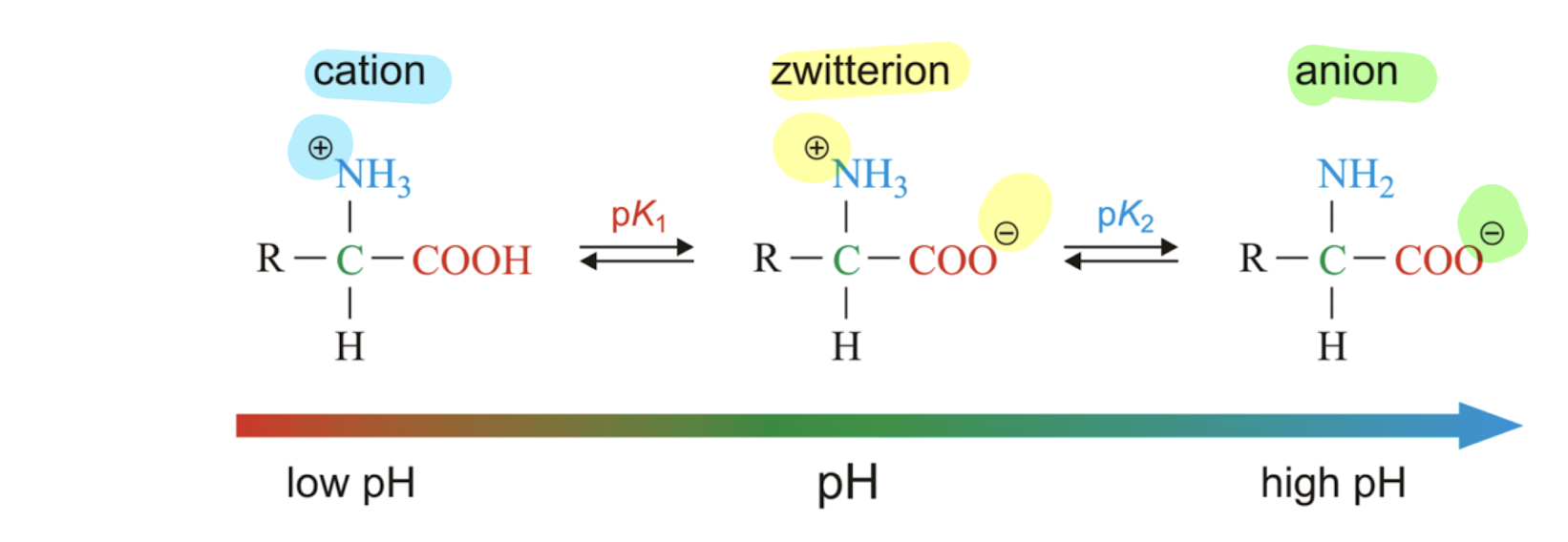 <p>A molecule that contains an equal number of positively and negatively charged functional groups, thus having a net neutral charge despite being charged</p>