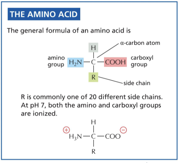 <p>from the N terminal of the amino group to the C terminal of the carboxyl chain</p>