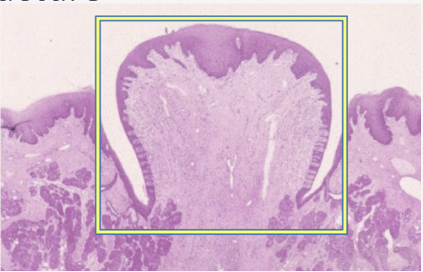 <p>Identify the structure</p>