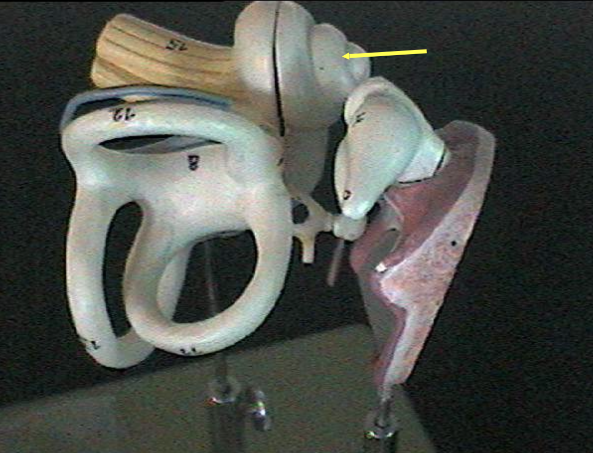 <p>Identify the inner ear parts. </p>