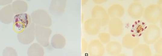 <p><span style="background-color: rgba(0, 0, 0, 0); line-height: 19.7625px;">What is the species in this photo and WHY?</span></p>