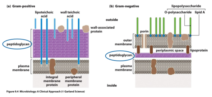 <p>= vaak gezien als de celwand van de bacterie </p><p>→ bestaat uit 2 suikermoleculen die worden samengehouden door kleine peptides </p><ul><li><p>geven stevigheid aan de cel </p></li><li><p>beschermt de cel tegen osmotische veranderingen en stress door de omgeving </p></li></ul><p></p><p></p>
