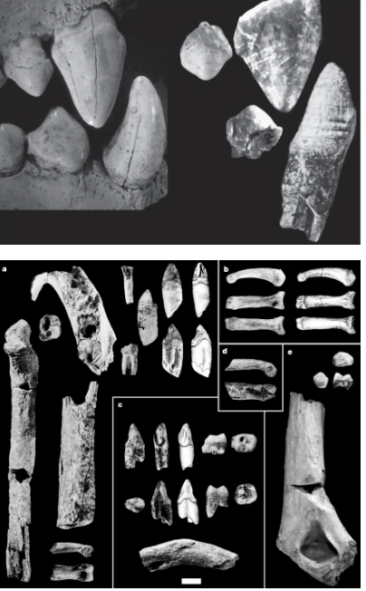 <ul><li><p>bipedal based on toe bones </p></li><li><p>perihoning complex </p></li><li><p>hand and arm bones indicate partial arboreal adaptation</p></li></ul><p></p>