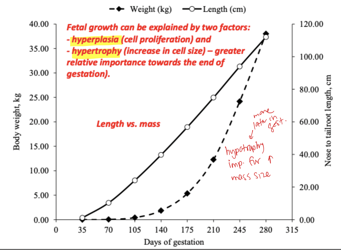 <ol><li><p>Hyperplasia (cell proliferation) </p></li><li><p>Hypertrophy (increase in cell size) </p></li></ol><p></p>