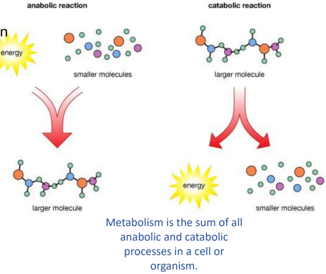 <p>Anabolism: </p><ul><li><p>Metabolic process that builds molecules from smaller molecules</p></li></ul><p>Catabolism:</p><ul><li><p> Metabolic process that breaks down molecules into smaller molecules and energy</p></li></ul><p>Metabolism:</p><ul><li><p>Sum of all anabolic and catabolic processes </p></li></ul><p></p>