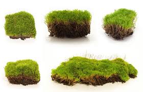 <p>Moss</p>