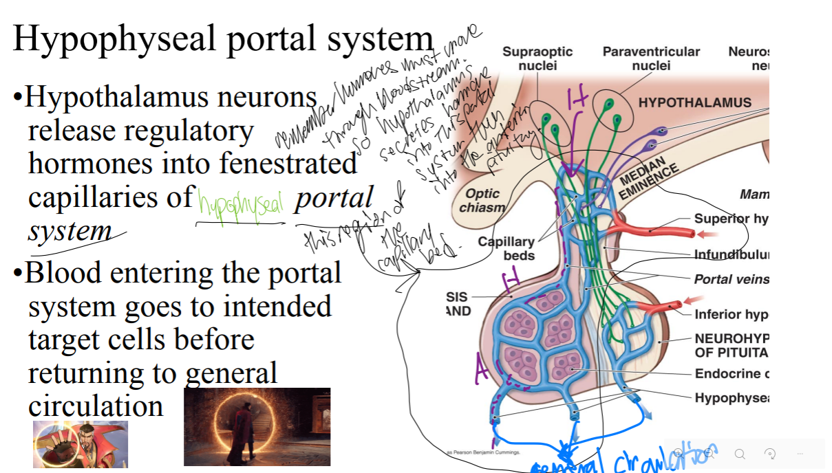 <p>What is the hypophyseal portal system?</p>