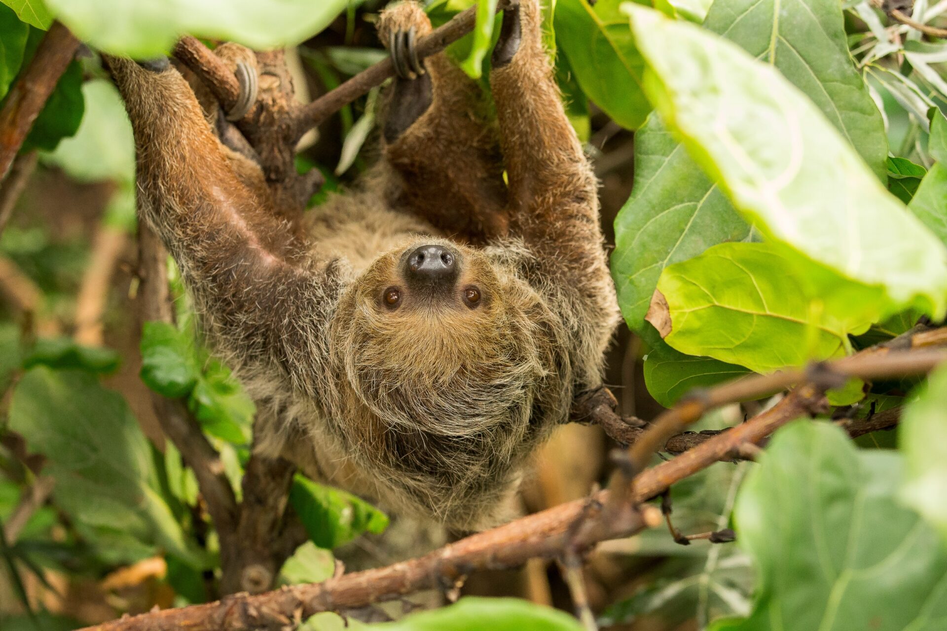 <p>Linne’s Two-toed Sloth</p>