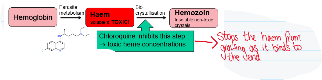 <ul><li><p><span>After passive diffusion, neutral form chloroquine becomes trapped in the acidic parasitic digestive vacuole in the protonated form so it can’t leave.</span></p></li><li><p><span>Chloroquine caps hemozoin molecules to prevent further biocrystallization of haem, → haem buildup.</span></p></li><li><p><span>Chloroquine binds to haem to form a complex that is highly toxic to the cell and disrupts membrane function.</span></p></li><li><p><span>Toxic concentrations of haem and the complex → cell lysis → parasite cell autodigestion</span></p></li></ul><p></p>