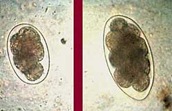 <ul><li><p>Oval/elliptical</p></li><li><p>Thin smooth shell</p></li><li><p>Contents: Morula stage/ multiple cells stuck together</p></li></ul><p></p>