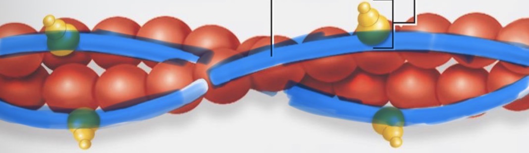 <p>blocks active sites (where myosin will bind)</p>